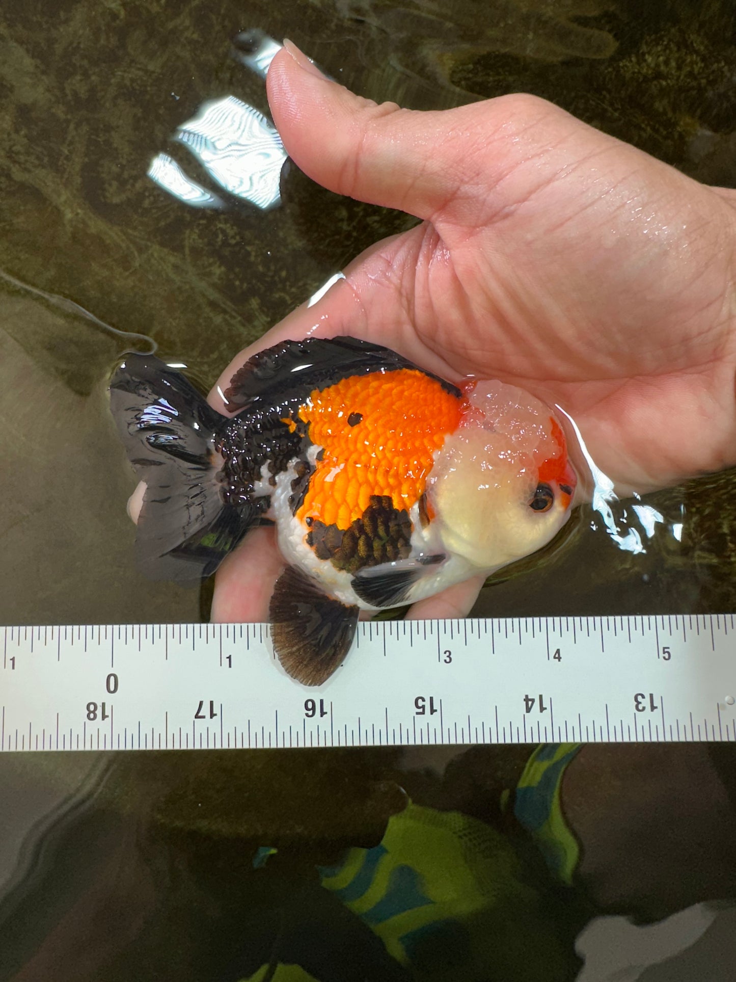 A Grade Adorable Pompom Tricolor Yuanbao Male 4-4.5 inches #071125YB_19