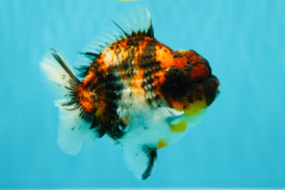 UNIQUE AAA Grade Special Tiger Yuanbao Male 5-5.5 inches #031326YB_23