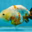Sakura Chinese Ranchu Female 4.5 inches #121225RC_05