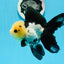 AAA Grade Panda Button Eyes Oranda Female 5 inches #0927OR_31