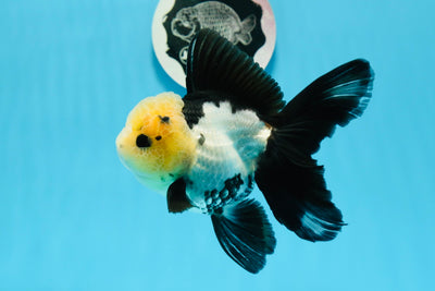 AAA Grade Panda Button Eyes Oranda Female 5 inches #0927OR_31