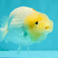 A Grade White LionQueen 4.5 inches #082126LC_22