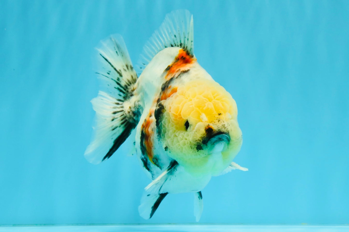 AAA Grade Marble Yuanbao Male 5.5-6 inches #041026YB_25