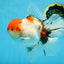 AAA Grade Young Godzilla Sakura Oranda Male 6 inches #080825OR_21
