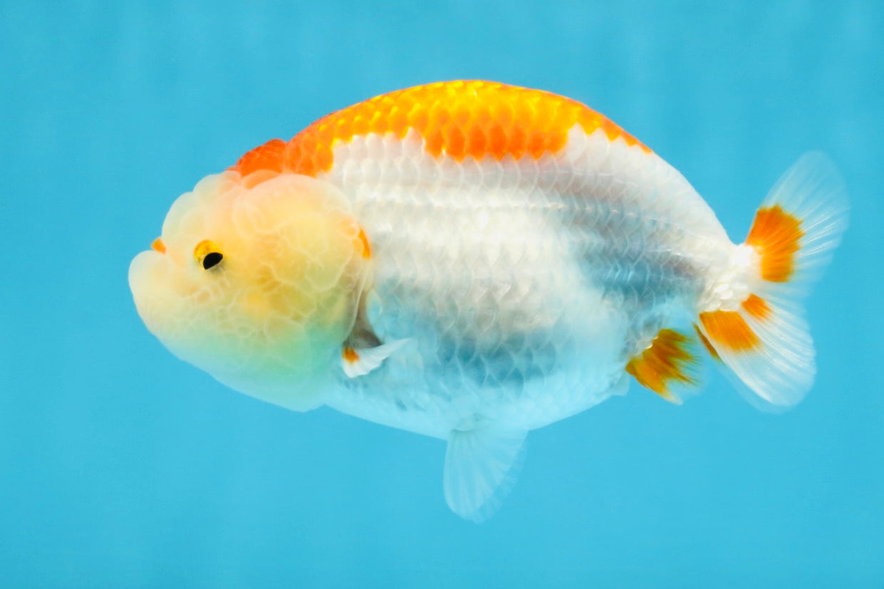 AAA Grade Red White LionQueen 4 inches #103125LC_24