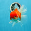 AAA Grade Cherry Sakura Oranda Male 6 inches #0927OR_02