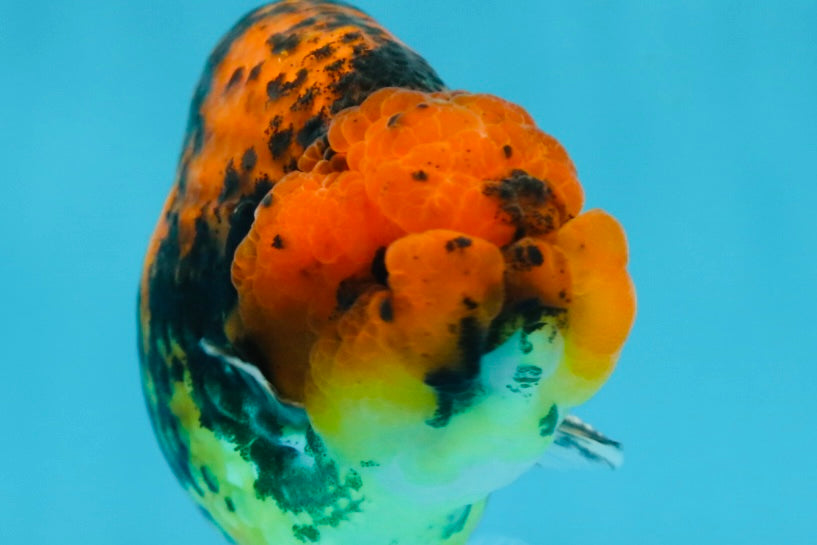 AAA Grade Tiger LionKing 4-4.5  inches #053025LC_10