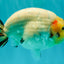 AAA Grade Diamond Scale White Sakura Ranchu Male 5.5-6 inches #100226RC_26