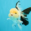 A Grade Panda Oranda Male 5.5 inches #030626OR_23