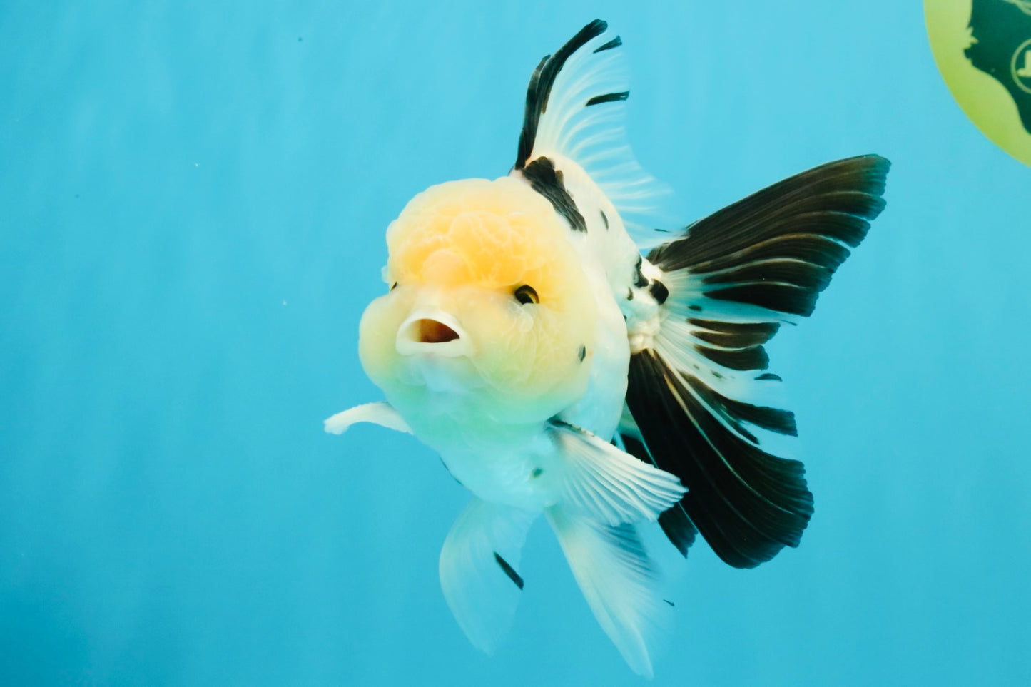 A Grade Panda Oranda Male 5.5 inches #030626OR_23