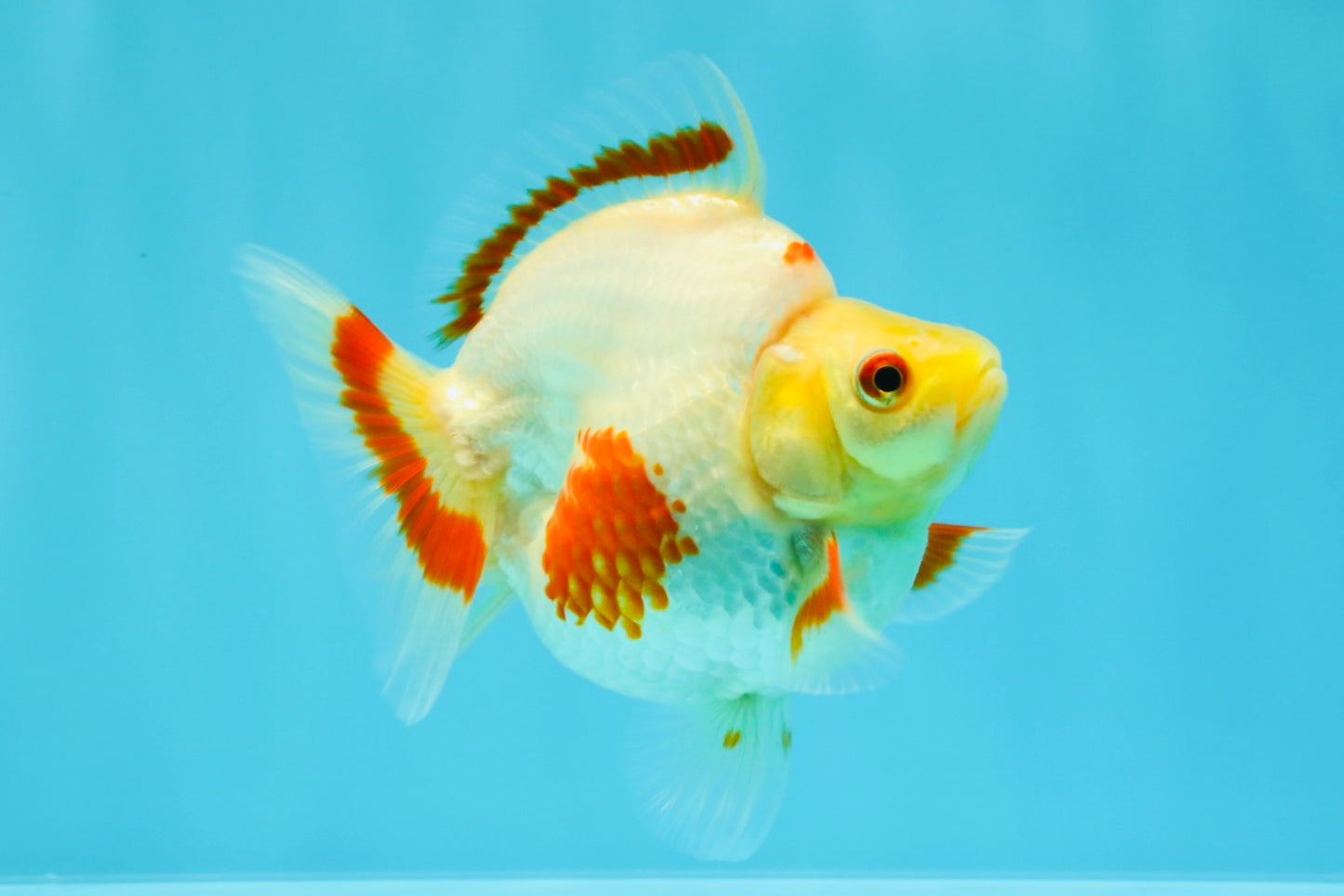 AAA Grade Red White Ryukin Female 4 inches #022726RK_17