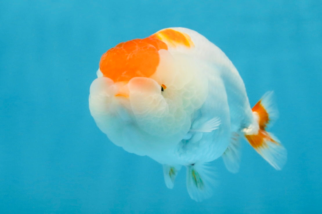 TANCHO Red White LionChu Female 4-4.5 inches #120525LC_15