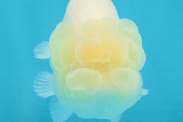 FLUFFY SNOW White LionChu Female 3.5 inches #120525LC_17