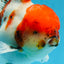 AAA Grade Young Godzilla Sakura Oranda Male 6 inches #080825OR_21