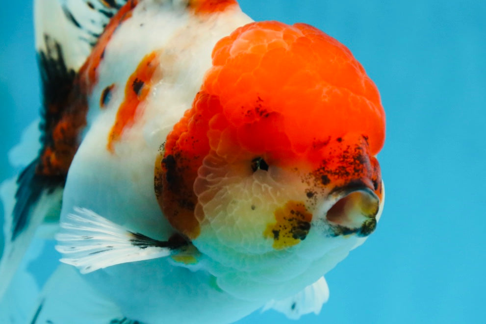 AAA Grade Young Godzilla Sakura Oranda Male 6 inches #080825OR_21