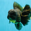 KING KONG AAA Grade Black Cooper Oranda Female 7 inches #041026OR_05