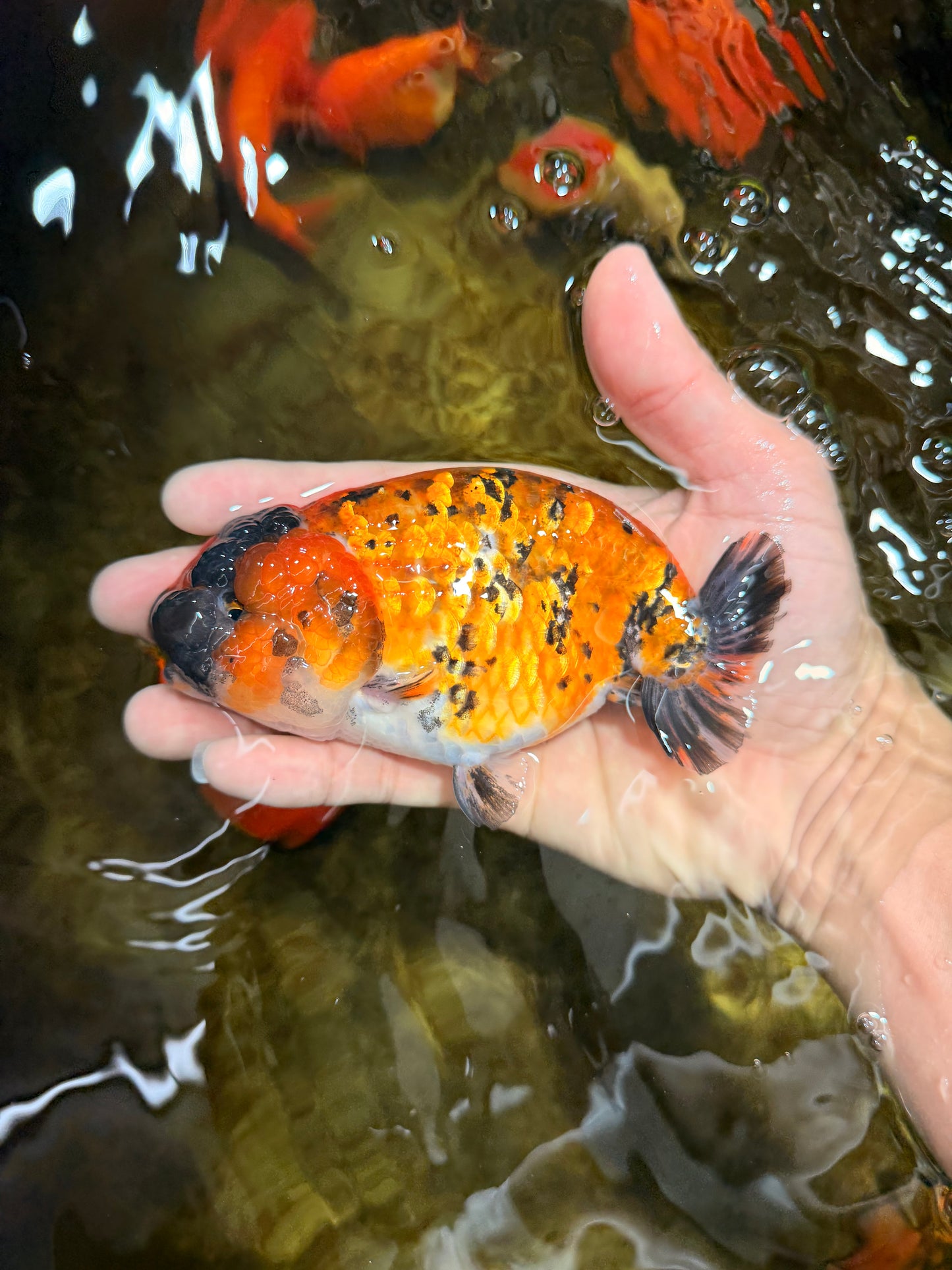 Tiger LionChu Female 5 inches #112825LC_14