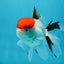 A Grade Red Cap Tricolor Oranda Male 4.5 inches #120624OR_02