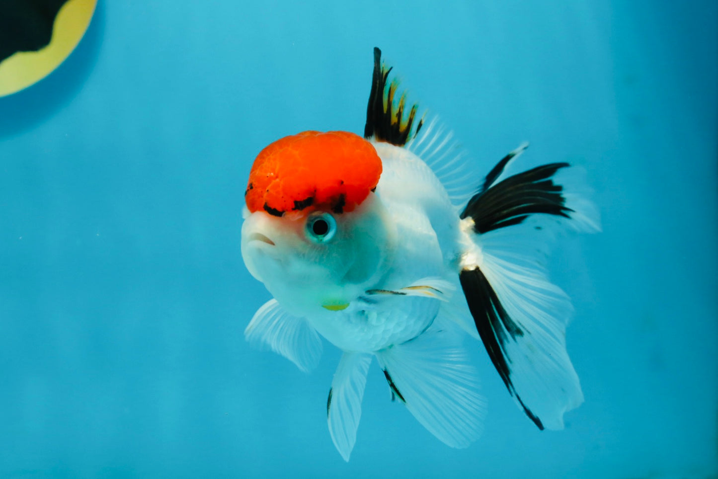 A Grade Red Cap Tricolor Oranda Male 4.5 inches #120624OR_02