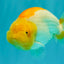 A Grade Orange White LionQueen 5 inches #072426LC_32