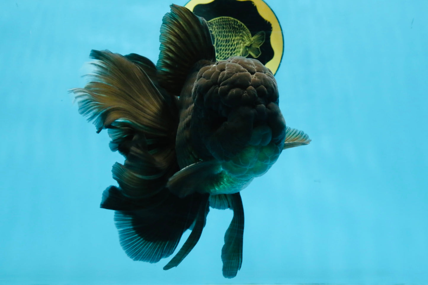 A Grade JUMBO Black Oranda Male 6.5 inches #110725OR_05