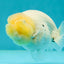 AAA Grade Lemonhead White Sakura LionQueen 4 inches #111524LC_02