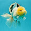 A Grade Super Chubby Lemonhead Button Eyes Oranda Male 5-5.5 inches #110824OR_12