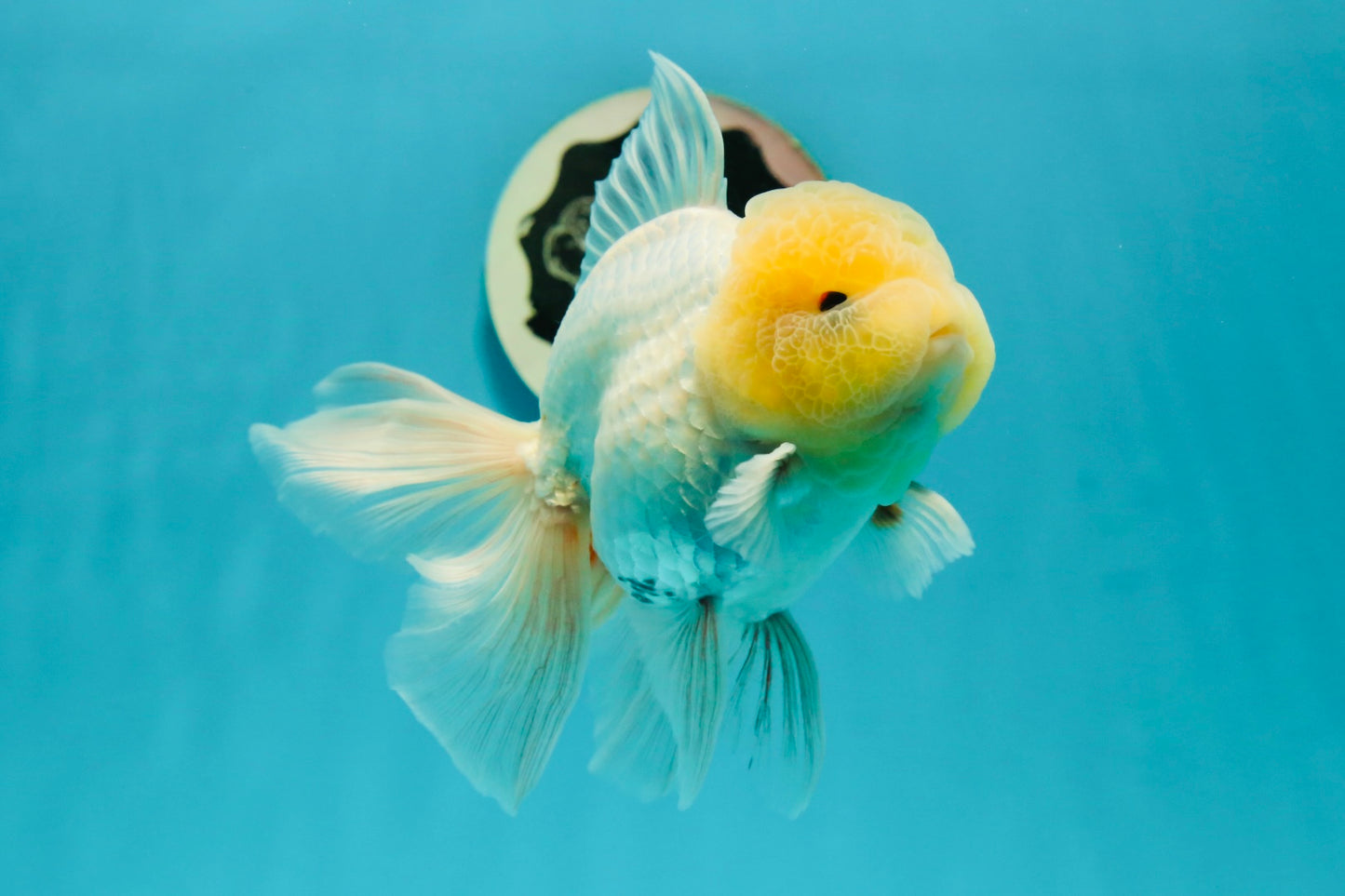 A Grade Super Chubby Lemonhead Button Eyes Oranda Male 5-5.5 inches #110824OR_12