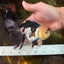 AAA Grade PUPPY Tricolor Oranda Male 5.5 inches #080125OR_24
