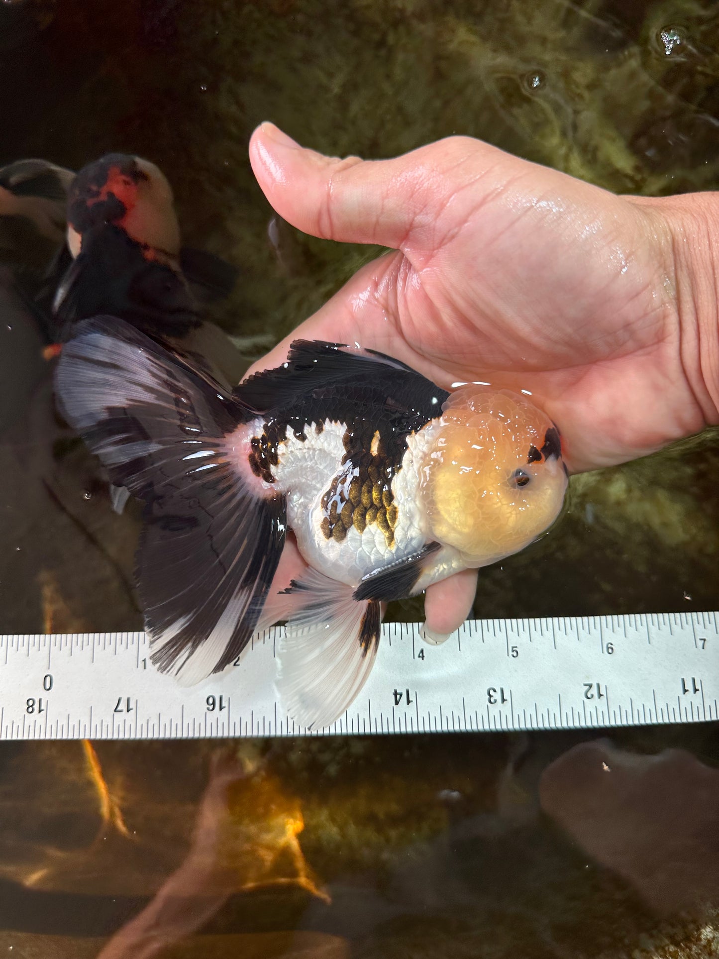 AAA Grade PUPPY Tricolor Oranda Male 5.5 inches #080125OR_24