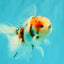 UNIQUE Calico Oranda Male 5 inches #091826OR_07