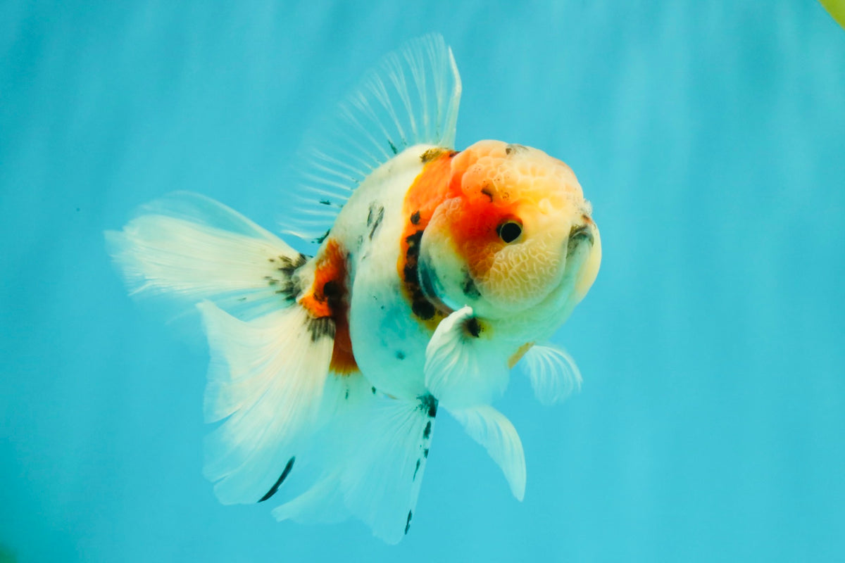 UNIQUE Calico Oranda Male 5 inches #091826OR_07