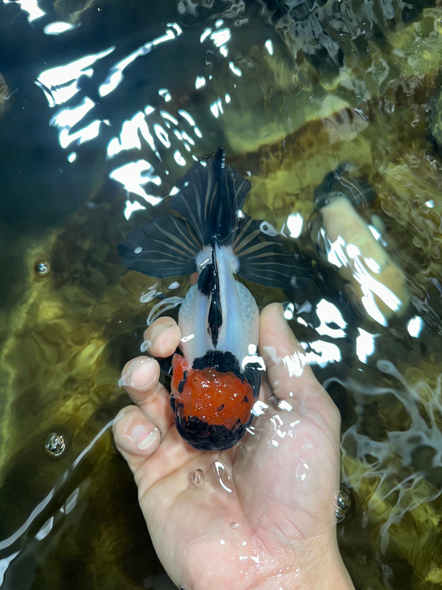 Tricolor Oranda Female 5 inches #090525OR_18
