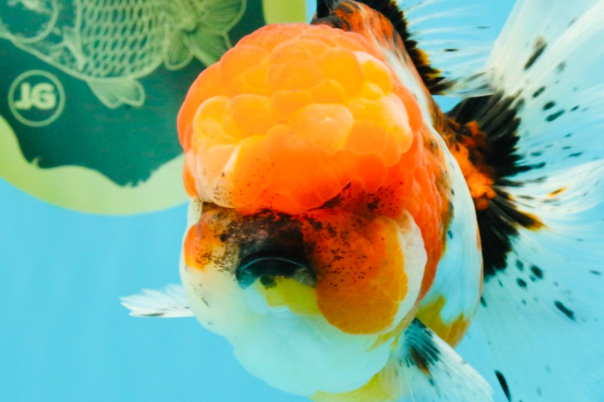 A Grade Calico Oranda Female 6-6.5 inches #022726OR_15