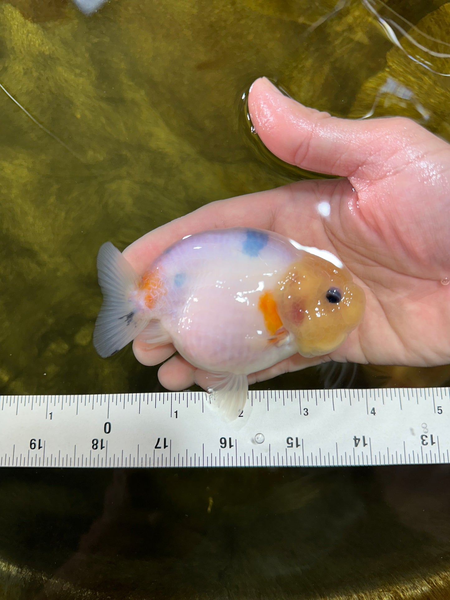 A Grade Sakura Button Eyes LionQueen 4 inches #050925LC_09