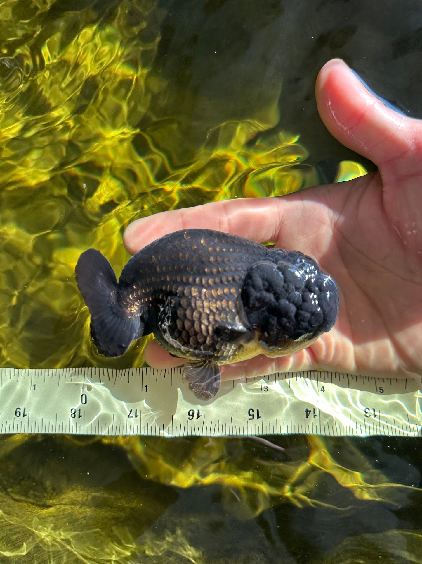 A Grade Black LionKing 4-4.5 inches #050925LC_13