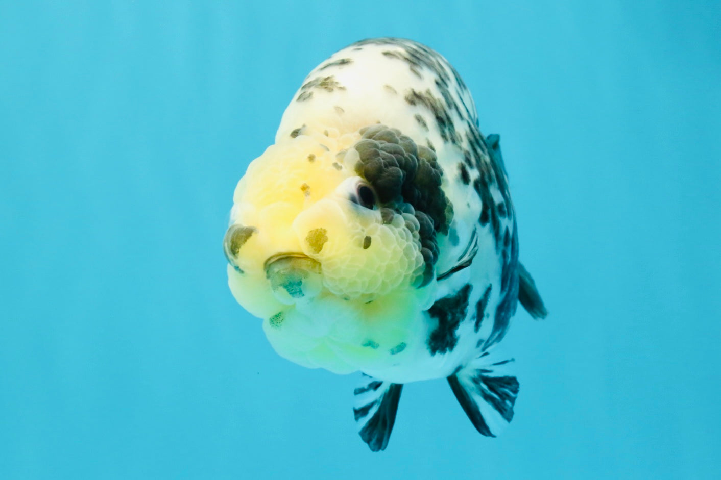 A Grade Cow Chinese Ranchu Female 5-5.5 inches #022726RC_20