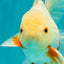 A Grade Red White Oranda Male 5.5-6 inches #102326OR_12