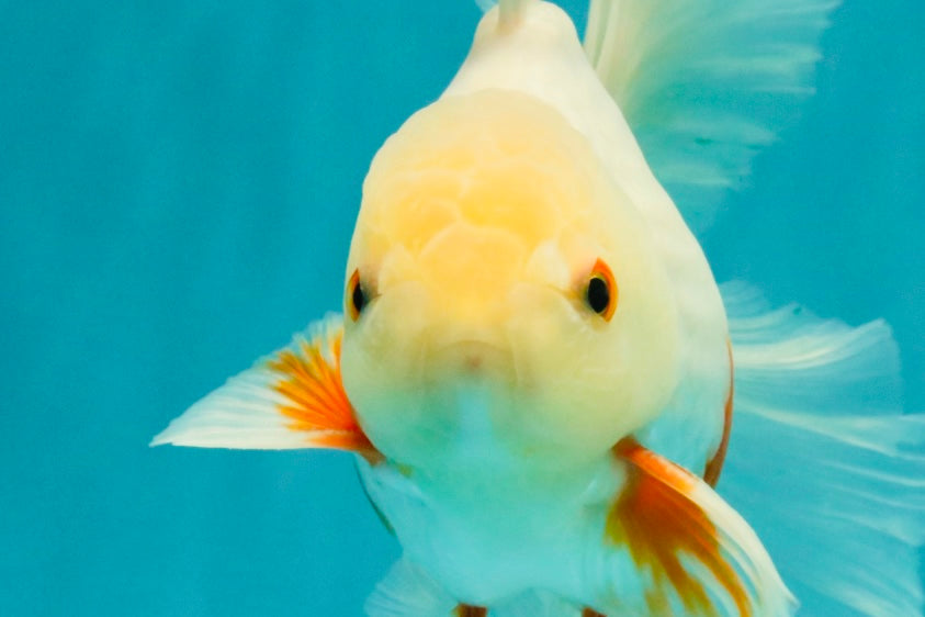 A Grade Red White Oranda Male 5.5-6 inches #102326OR_12