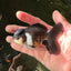 Panda Oranda Male 4 inches #102524OR_22