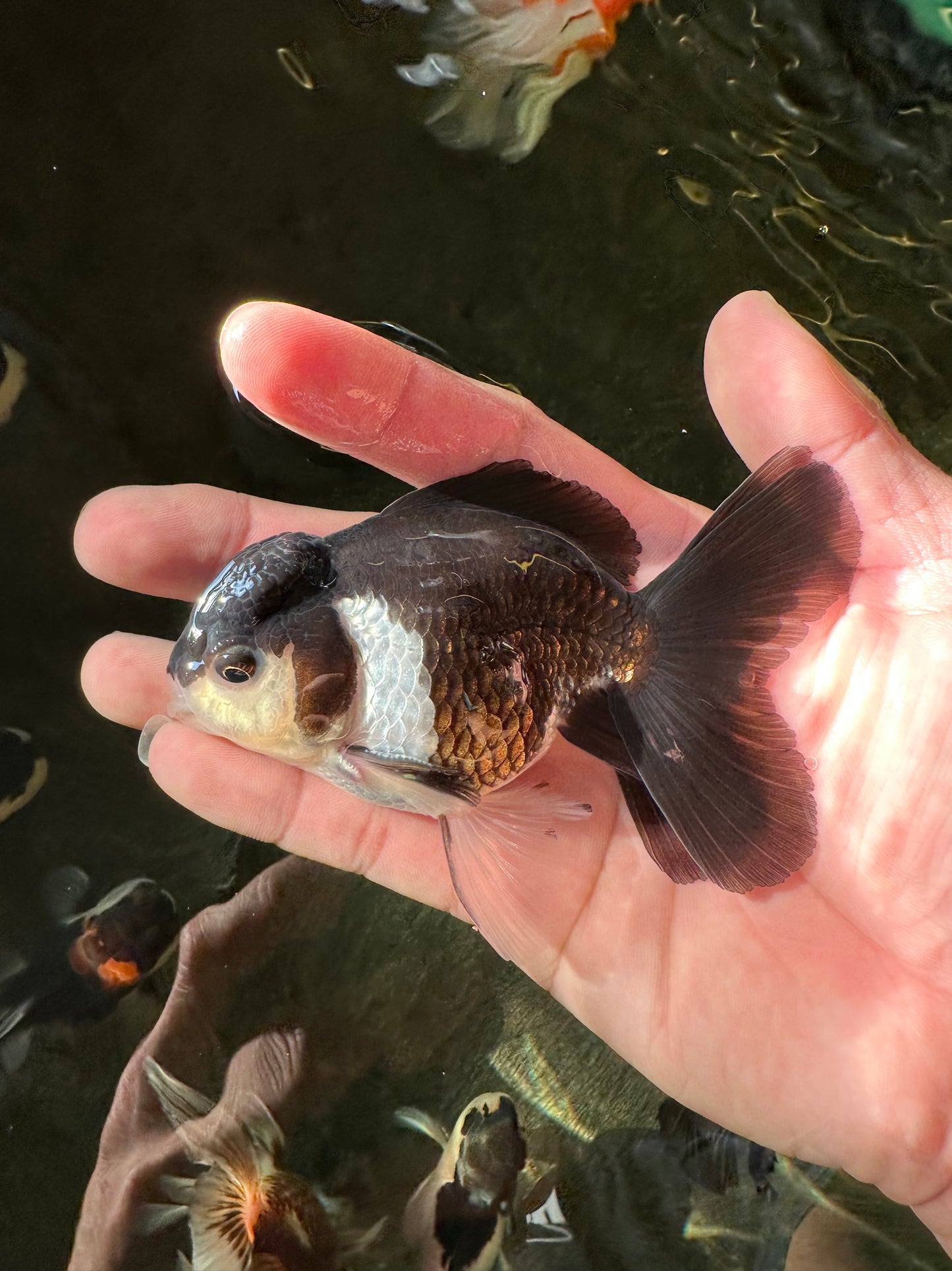 Panda Oranda Male 4 inches #102524OR_22