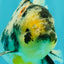 AAA Grade Long Tail White Marble Oranda Male 6.5-7 inches #062626OR_29