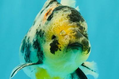AAA Grade Long Tail White Marble Oranda Male 6.5-7 inches #062626OR_29