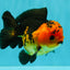 SPECIAL A Grade Apache Yuanbao Male 5-5.5 inches #051526YB_11