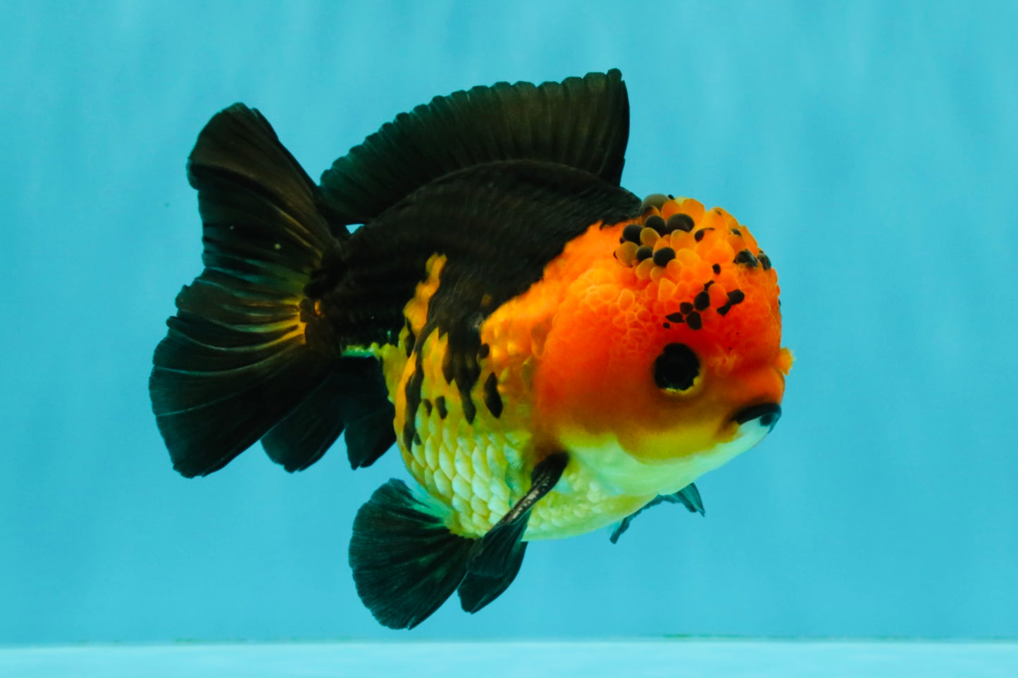 SPECIAL A Grade Apache Yuanbao Male 5-5.5 inches #051526YB_11