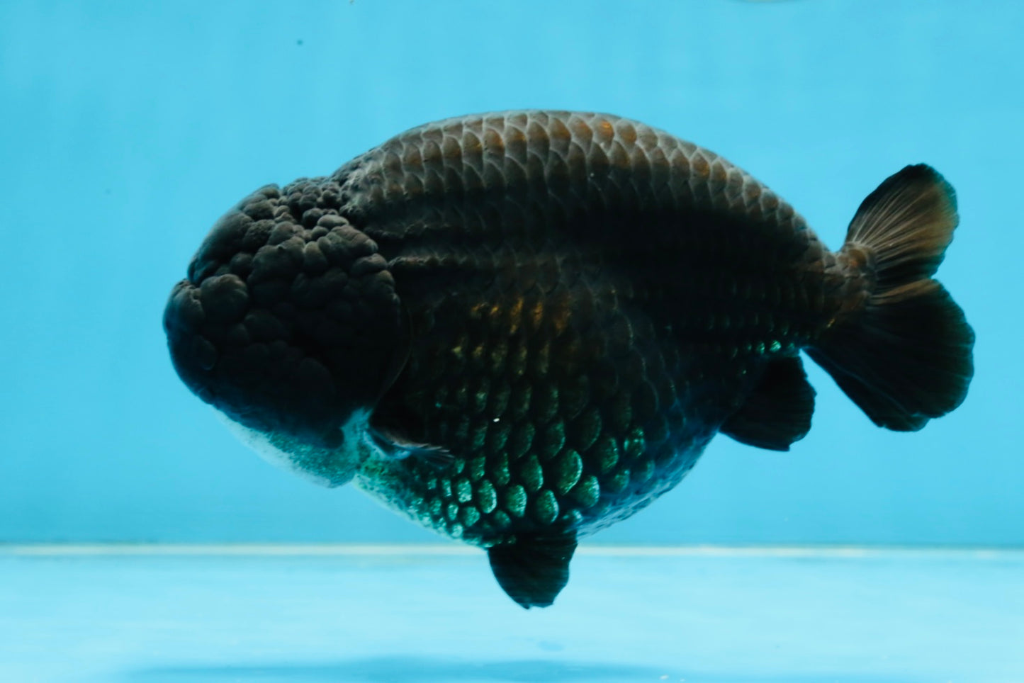 AAA Grade Black Strong Body Structure LionQueen 5.5 inches #101725LC_21