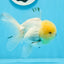 AAA Grade Lemonhead Oranda Male 4.5-5 inches #0830OR_16