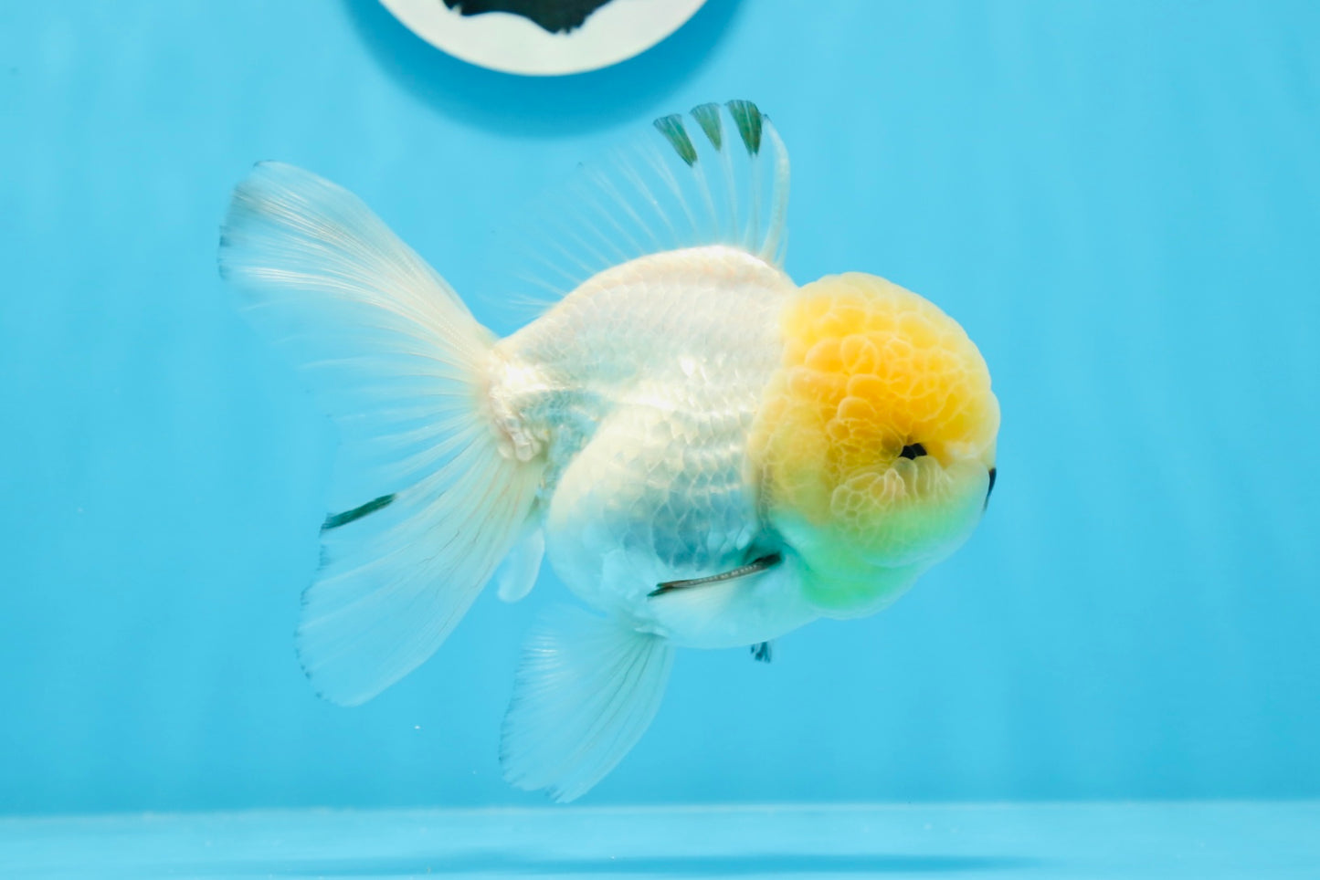 Oranda mâle à tête de citron de qualité AAA 4,5 à 5 pouces #0830OR_16