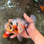 Sakura Oranda Male 6.5 inches #073126OR_22