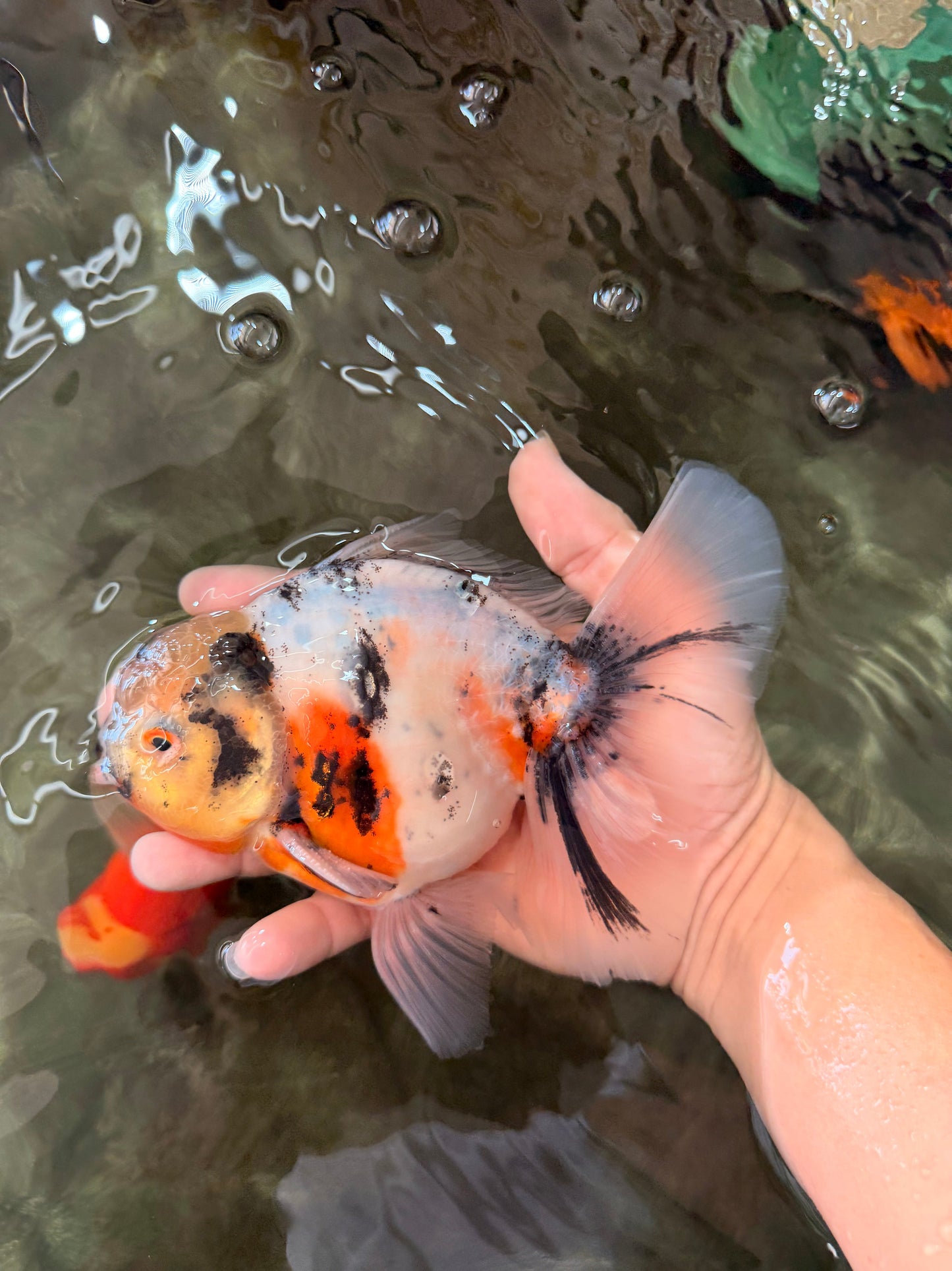 Sakura Oranda Male 6.5 inches #073126OR_22